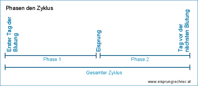 Phasen des Zyklus und Eisprung